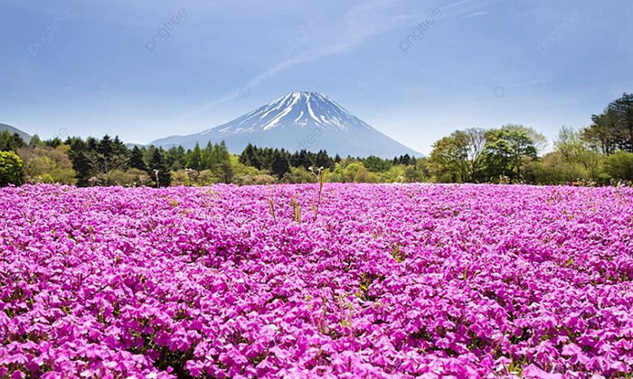 富士芝櫻祭