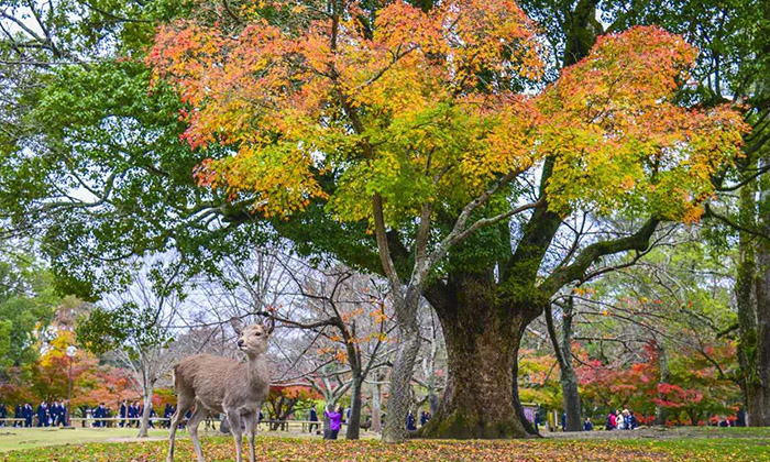奈良公園（Nara Park）