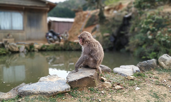 嵐山猴子公園