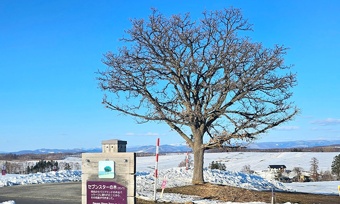 北海道七星之樹