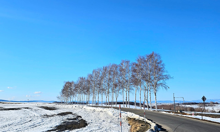 北海道七星之樹